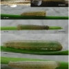 hipp semele volgensis larva1 volg